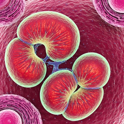 Close-up of mitochondria within a cell, representing energy production and cellular repair